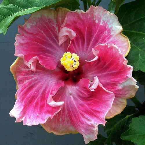 C'est Bon Cajun Hibiscus: The Stunning Hardy Hibiscus Flower for Your Garden