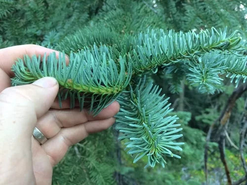 Abies Magnifica Silvertip Fir Tree Seeds: Your Ultimate Guide to Growing This Majestic Tree