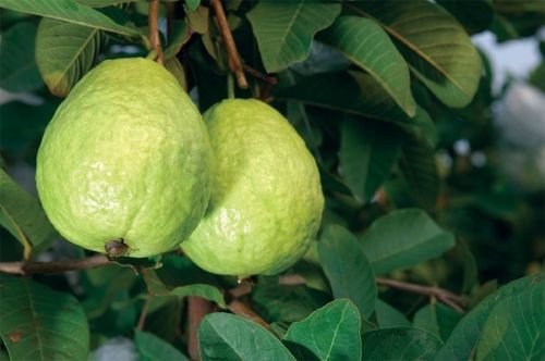 The Benefits of Having White Guava Tropical Fruit Trees in Your Garden