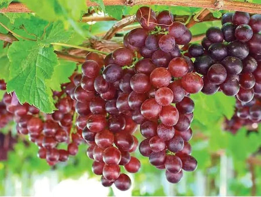 The Health Benefits of Grape Vine Fruit: A Natural Powerhouse for Your Health