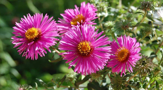 Aster Novae Angliae September Ruby Seeds: Grow Stunning Fall Blooms with These Hardy Perennials