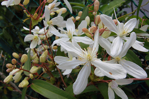 The Timeless Beauty of Clematis armandii: An Evergreen Climber for Your Garden