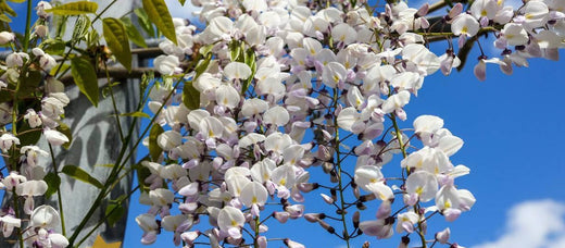 Kimono Wisteria Vine Climbing Flower: A Stunning Addition to Your Garden