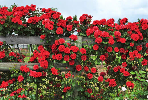 Climbing Red Rose Flower: A Stunning Addition to Your Garden
