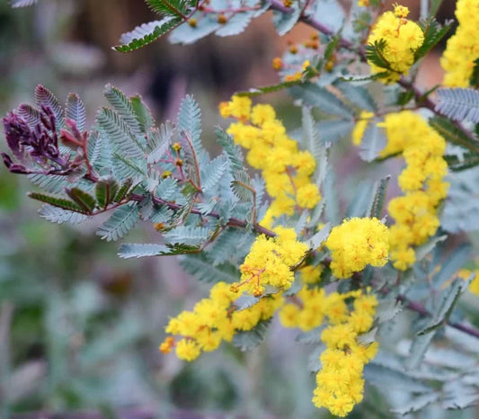 Unlock the Beauty of Acacia Baileyana Purpurea – Your Guide to Growing Purple Hardy Acacia Exotic Seeds