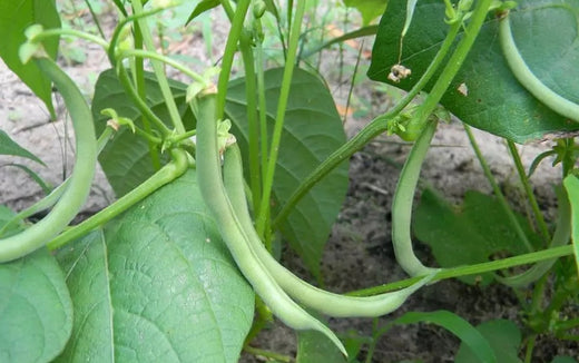 Contender Bush Green Bean NON-GMO Seeds: Grow a Healthy and Bountiful Harvest in Your Garden