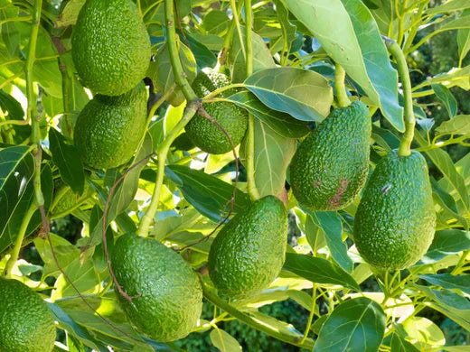 How to Grow and Care for Hass Avocado Grafted Plants: A Complete Guide