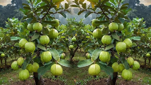 How to Care for White Guava Tropical Fruit Trees: A Complete Guide