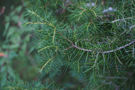 Transform Your Garden with Juniperus Rigida (Weeping Temple Juniper) Seeds