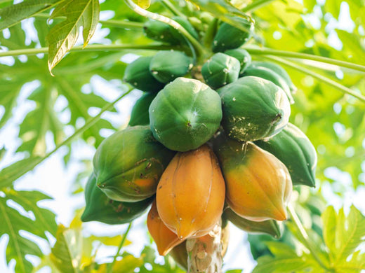 Growing Papaya (Solo Hawaiian) Tropical Fruit Tree: A Complete Guide to Success