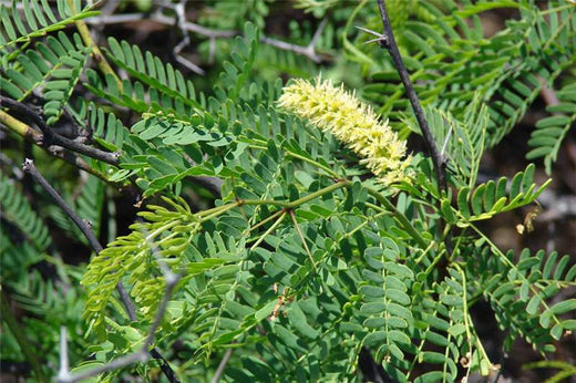 Prosopis Juliflora Mesquite Tree Seeds: A Guide to Growing and Caring for this Hardy Tree