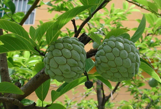 Cherimoya Vietnamese Tropical Fruit Tree: A Sweet and Exquisite Delight for Your Garden