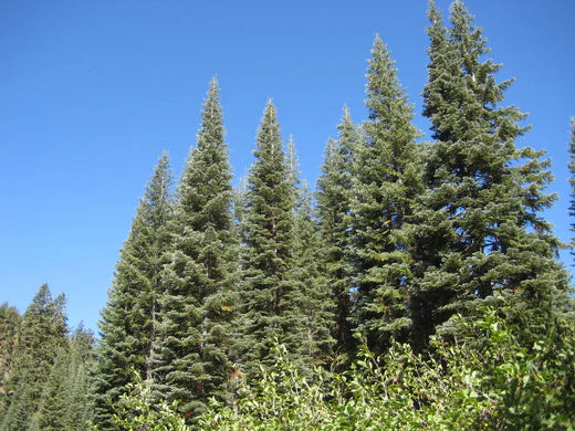 Abies Magnifica Silvertip Fir: The Majestic Evergreen for Your Landscape