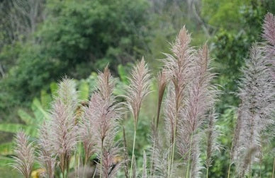 Everything You Need to Know About Saccharum Arundinaceum (Hardy Sugar Cane Grass) Seeds: A Complete Guide
