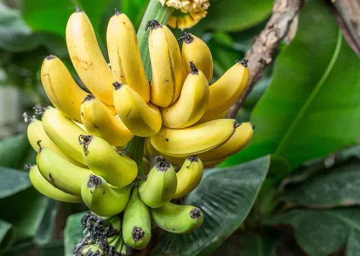 The Ultimate Guide to the Dwarf Cavendish Banana Tropical Fruit Tree: Care, Benefits, and Growing Tips