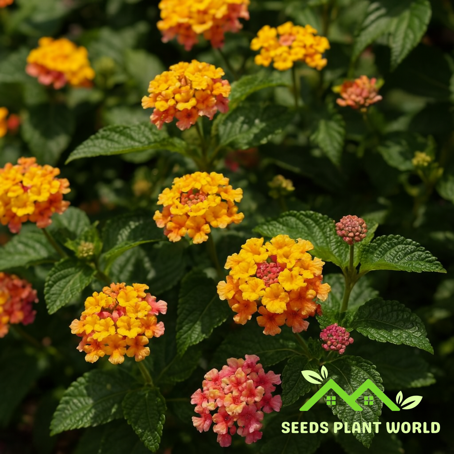5 Lantana Camara ‘Miss Huff’ Seeds – Hardy Perennial Butterfly Magnet