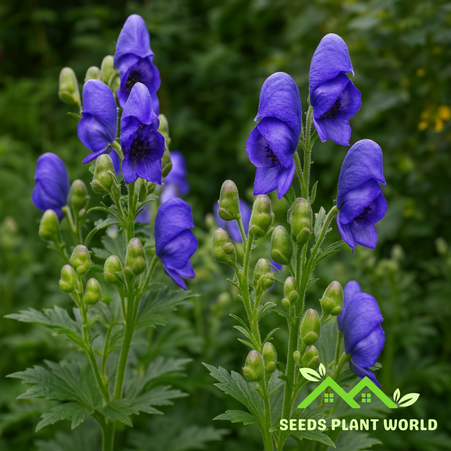 5 Aconitum Carmichaelii Seeds – Rare Blue Monkshood Flowers for Shade Gardens