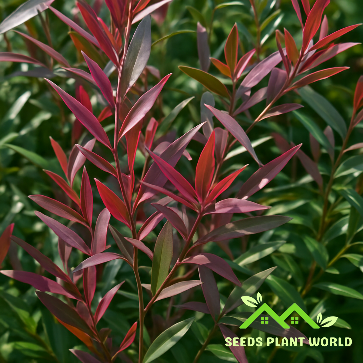 10 Leptospermum Copper Glow Seeds – Rare Bronze Tea Tree | Aromatic, Fast-Growing Evergreen Shrub