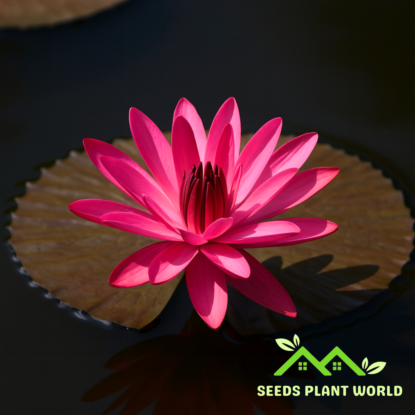 5 Nymphaea Red Flare Seeds – Night Blooming Tropical Water Lily
