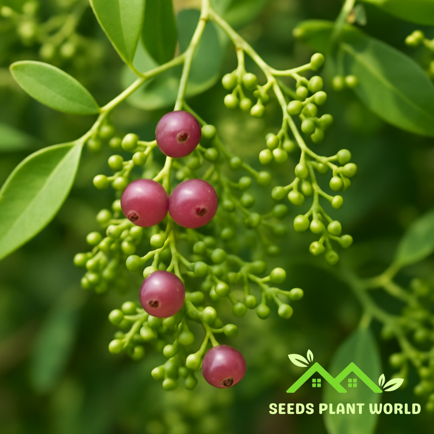 5 Salvadora Persica Seeds – Natural Toothbrush Tree Seeds for Growing