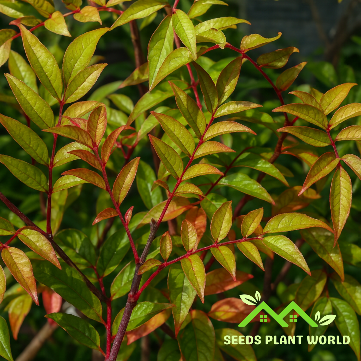 5 Zanthoxylum Armatum Seeds – Winged Prickly Ash | Rare Spice Tree & Medicinal Herb