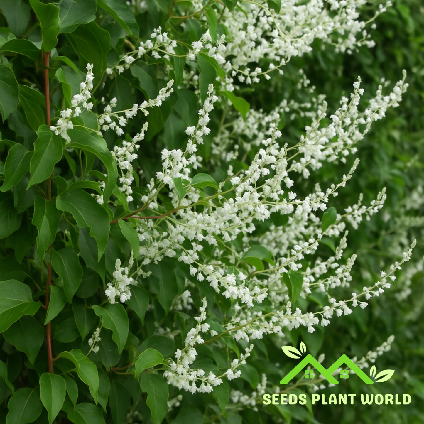 5 Polygonum Aubertii Silverlace Vine Seeds For Planting