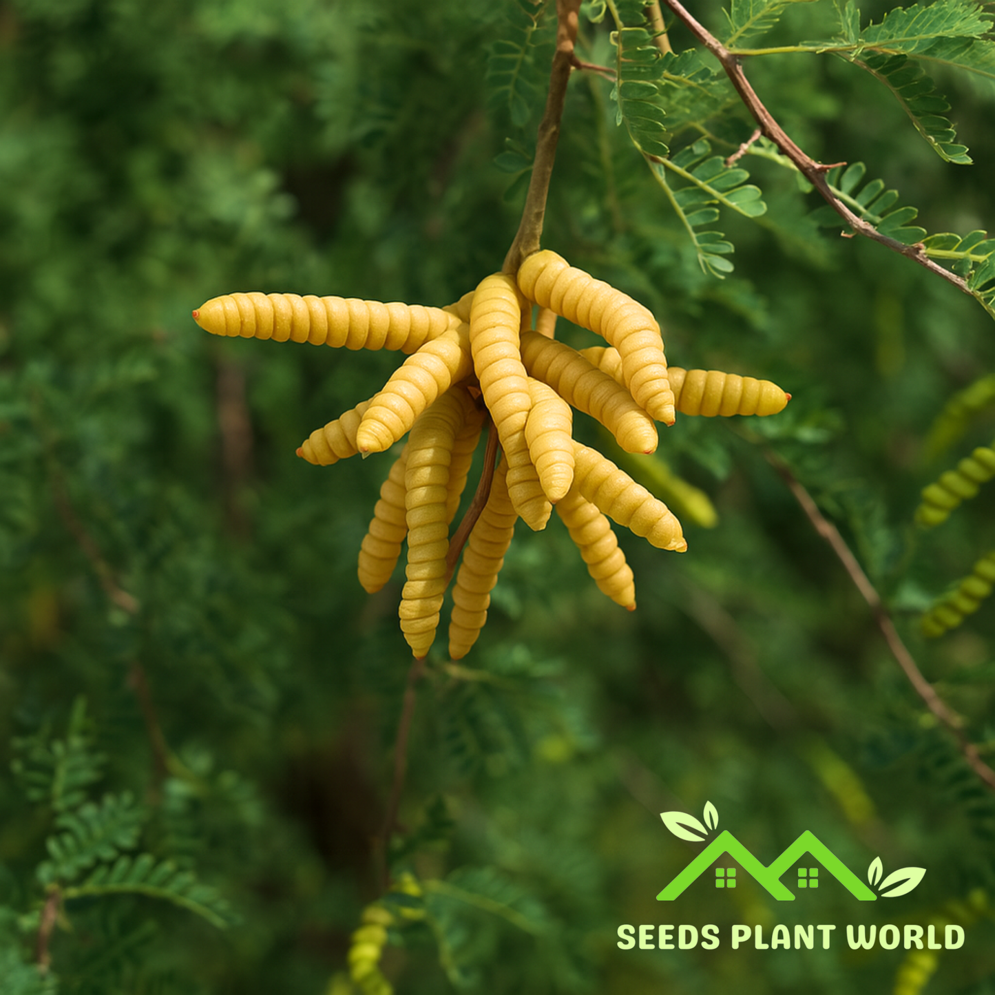 5 Prosopis Pubescens Seeds – Screwbean Mesquite Tree for Dry Climates