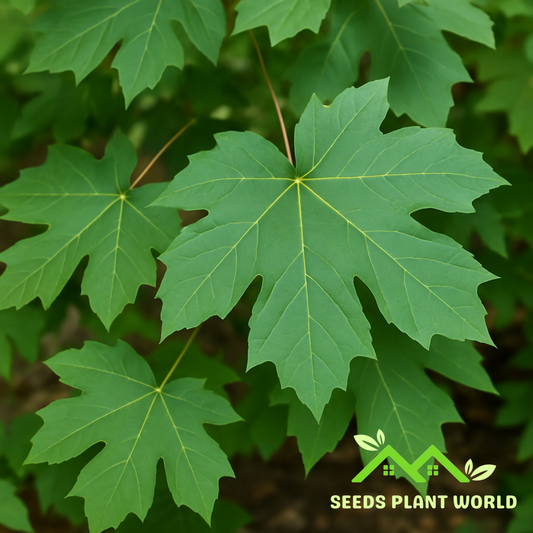 10 Acer Macrophyllum Seeds – Bigleaf Maple Tree for Shade & Fall Color