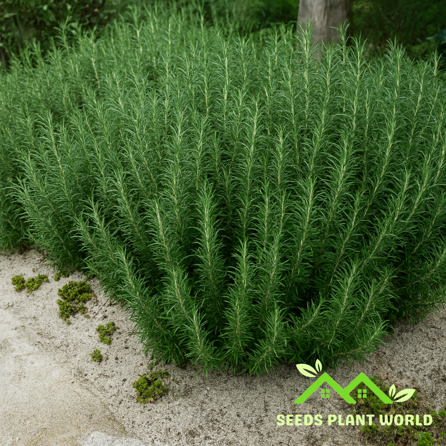 5 Rosmarinus Officinalis Arp Hardy Rosemary Herb Seeds For Planting