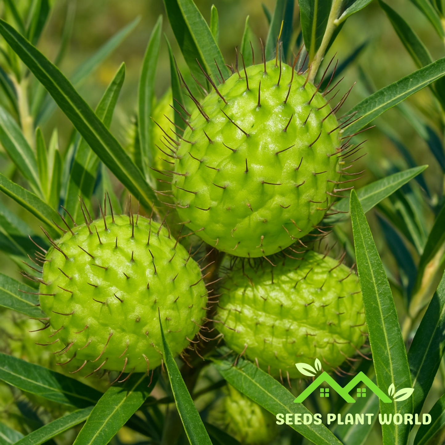 5 Asclepias Physocarpa Seeds – Balloon Plant | Family Jewels Milkweed