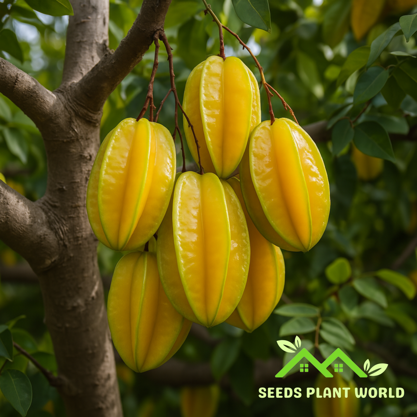 5 Averrhoa Carambola Star Fruit Seeds – Exotic Tropical Fruit