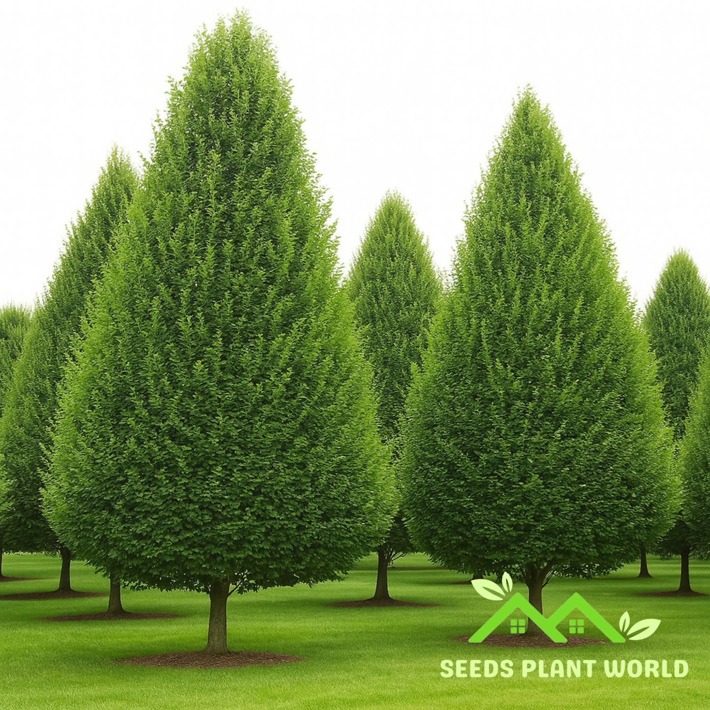 5 Carpinus Betulus Seeds – Upright European Hornbeam Tree for Hedges