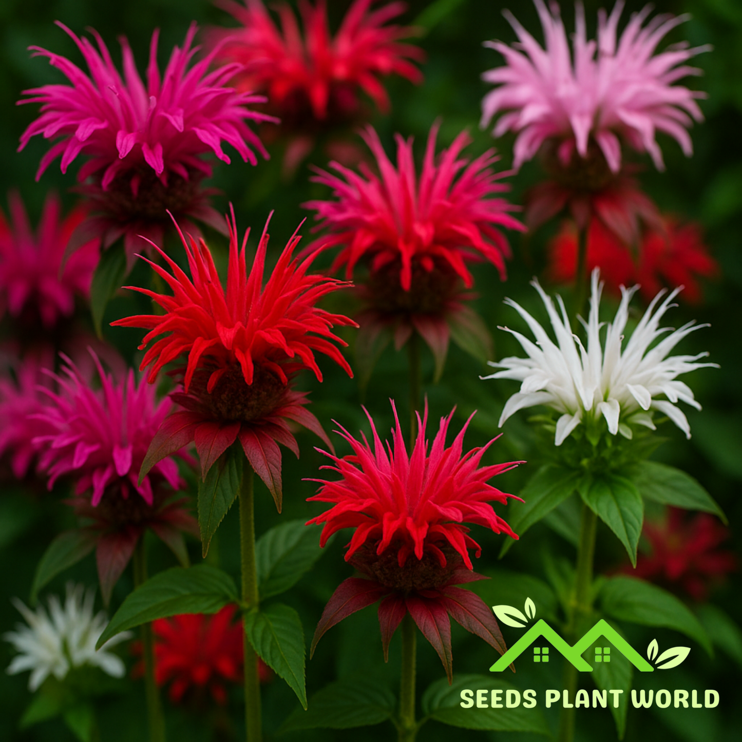 5 Bee Balm Seeds – Monarda Didyma Panorama Mix | Pollinator Magnet Perennial