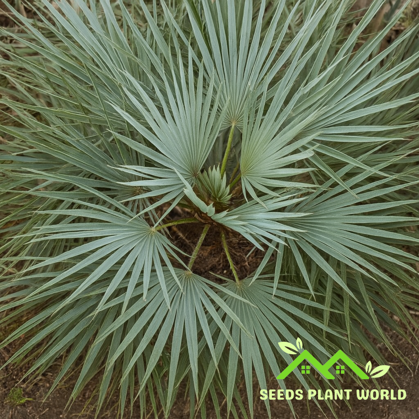 5 Chamaerops Humilis Seeds – Silver European Fan Palm for Landscapes