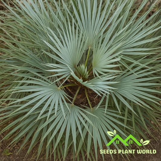 5 Chamaerops Humilis Seeds – Silver European Fan Palm for Landscapes