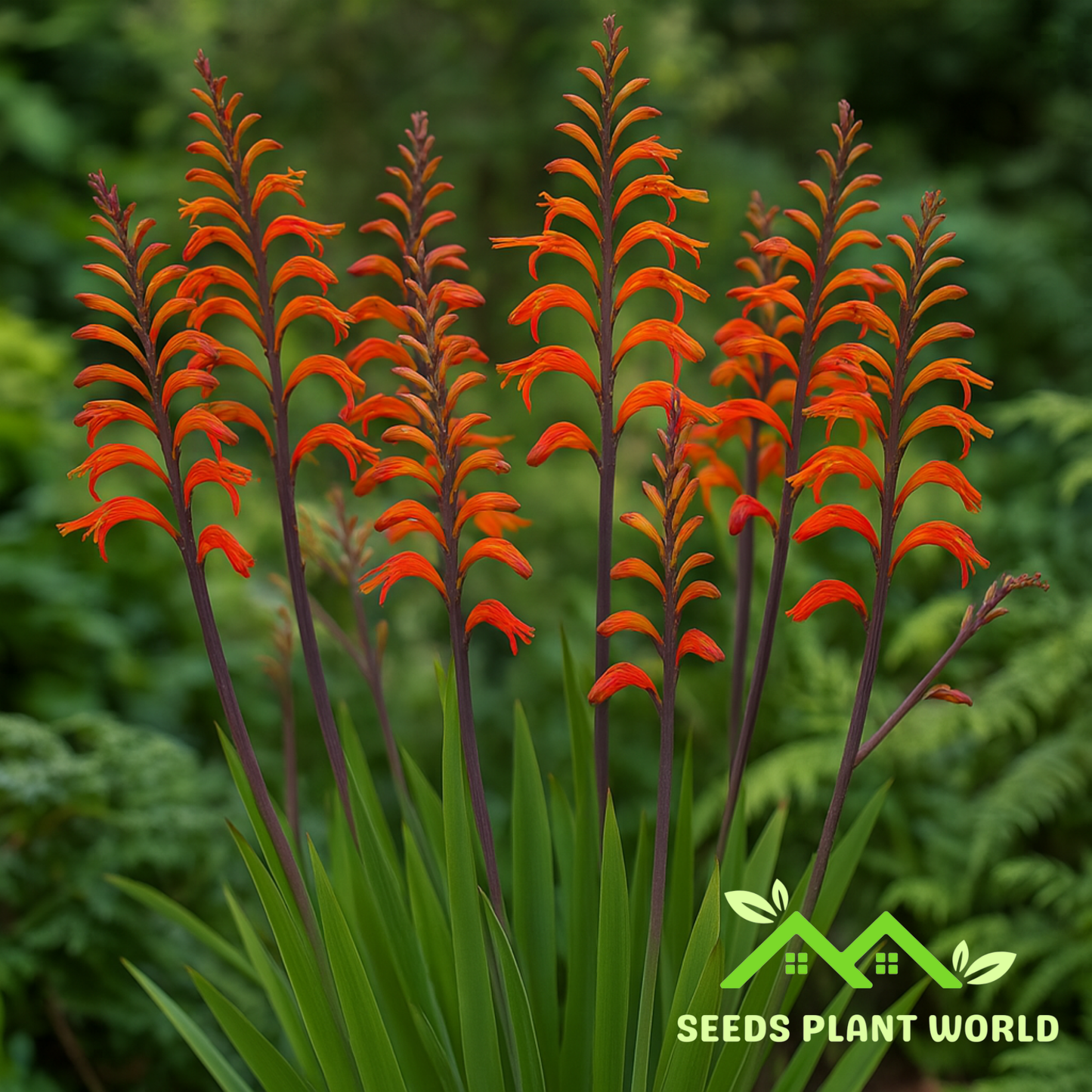 10 Chasmanthe Floribunda Seeds – Vibrant African Flag Flower Blooms