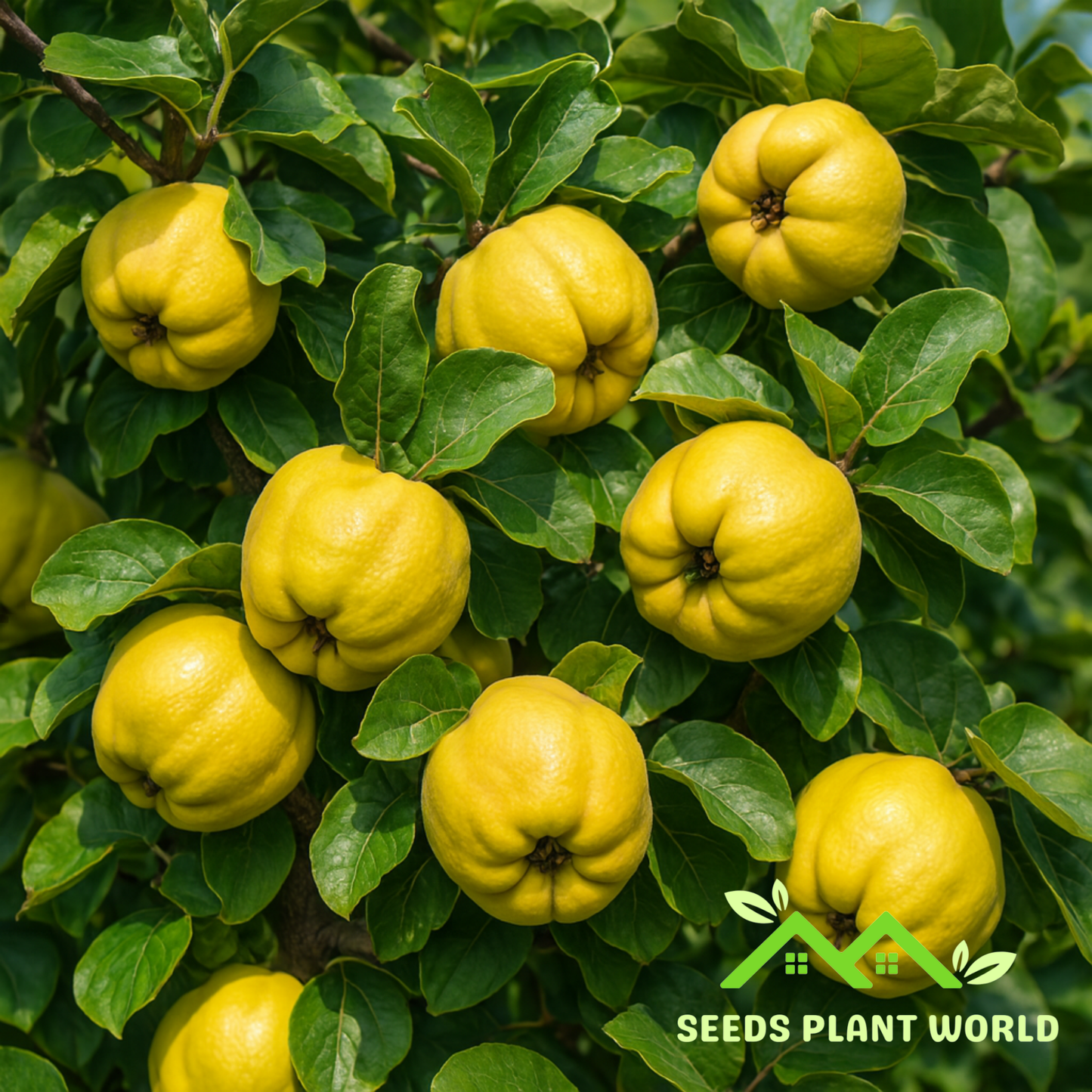 5 Cydonia Oblonga Quince Seeds – Grow Rare Aromatic Quince Fruit