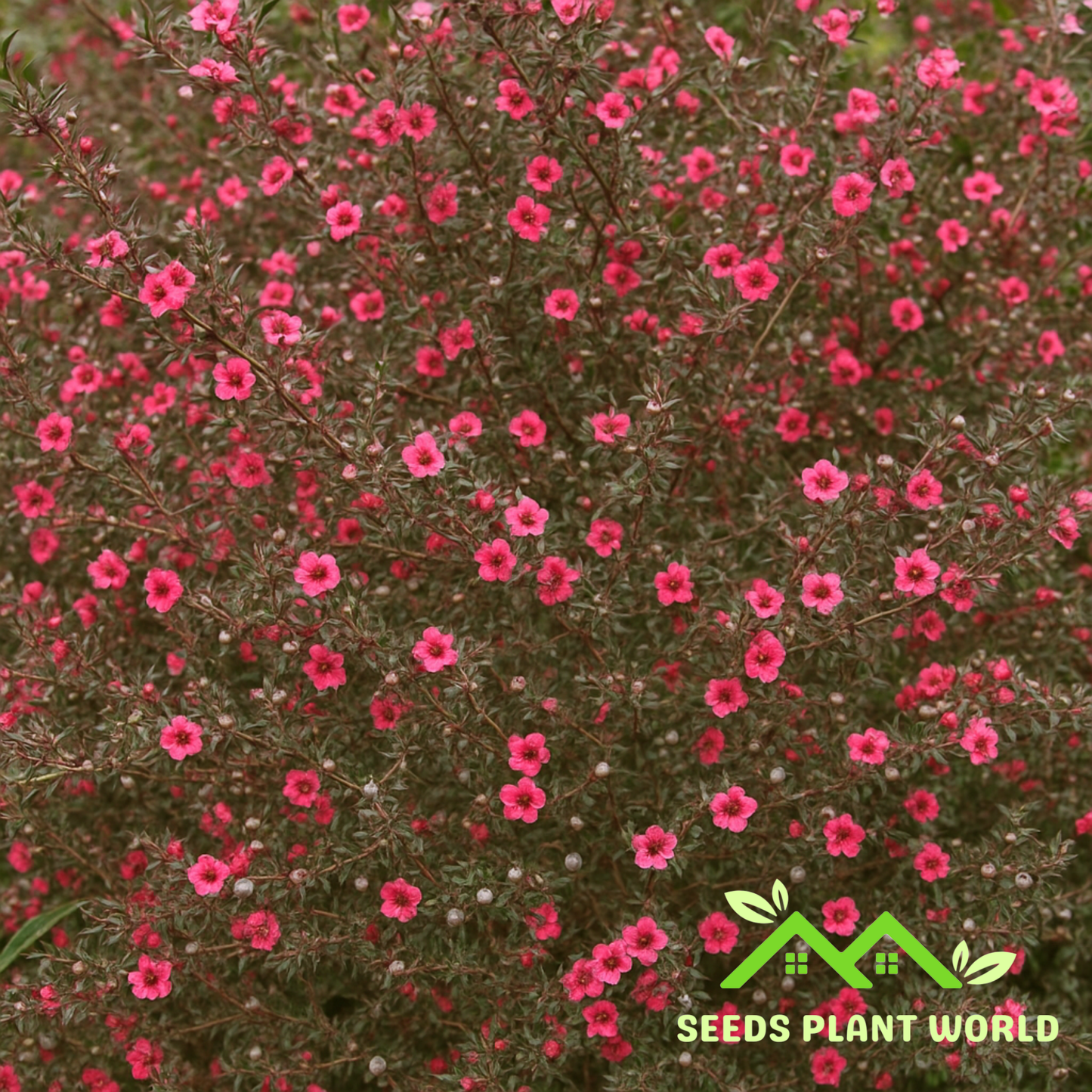 10 New Zealand Tea Tree Seeds – Leptospermum Scoparium | Manuka Flowering Shrub