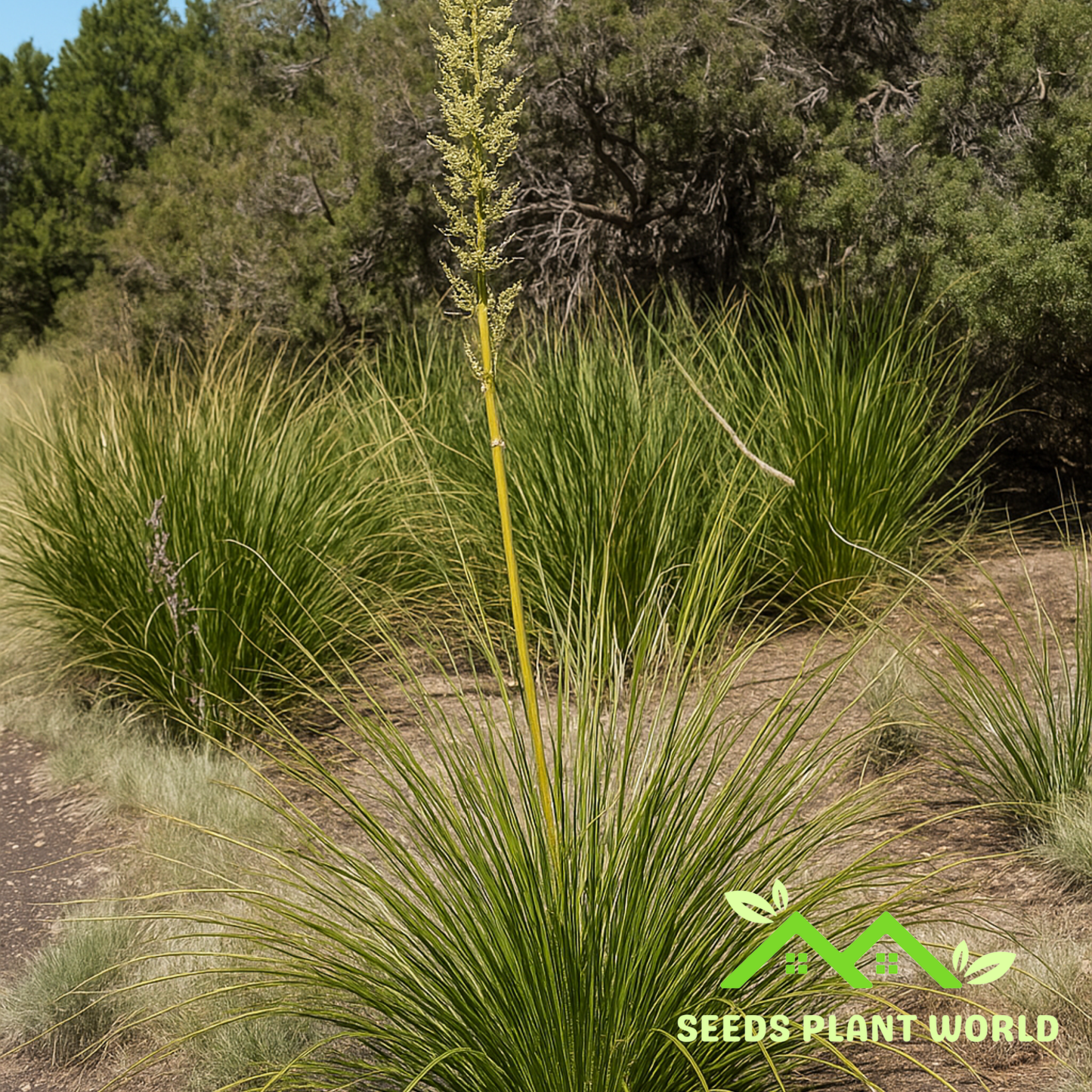 5 Nolina Microcarpa Seeds – Drought-Tolerant Bear Grass for Xeriscape