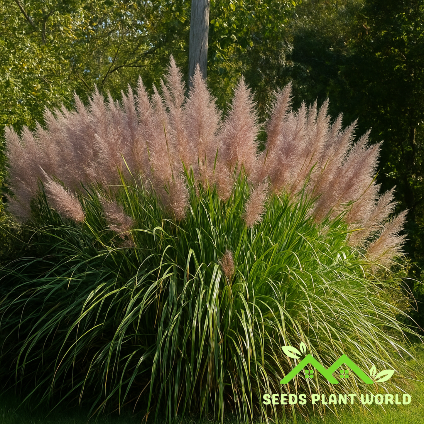 10 Saccharum Arundinaceum Seeds – Hardy Sugar Cane Grass | Ornamental & Erosion Control