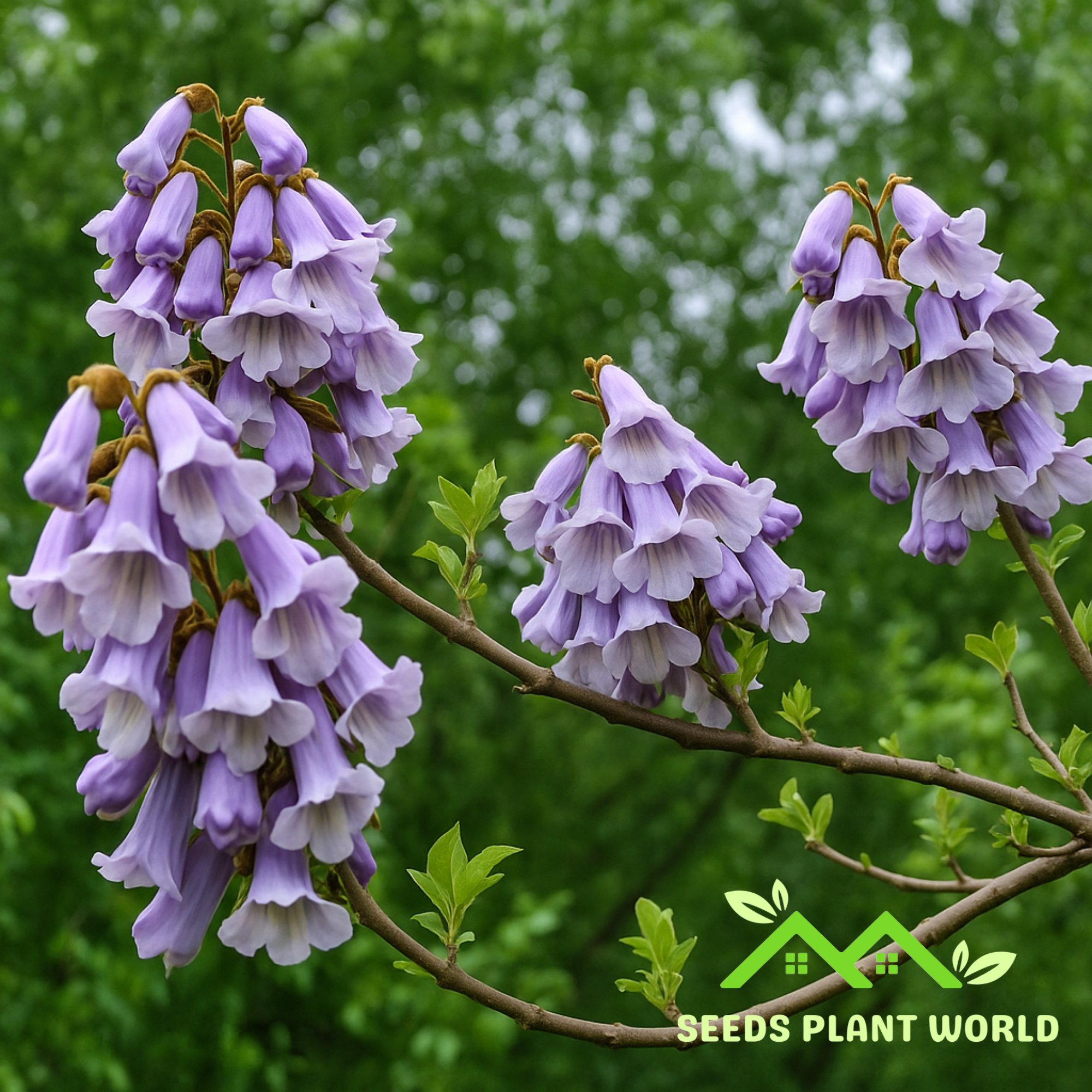 tree with lavender bell shaped flowers 10 Paulownia Kawakamii Seeds – Sapphire Dragon Fast Shade Tree – Seeds  Plant World