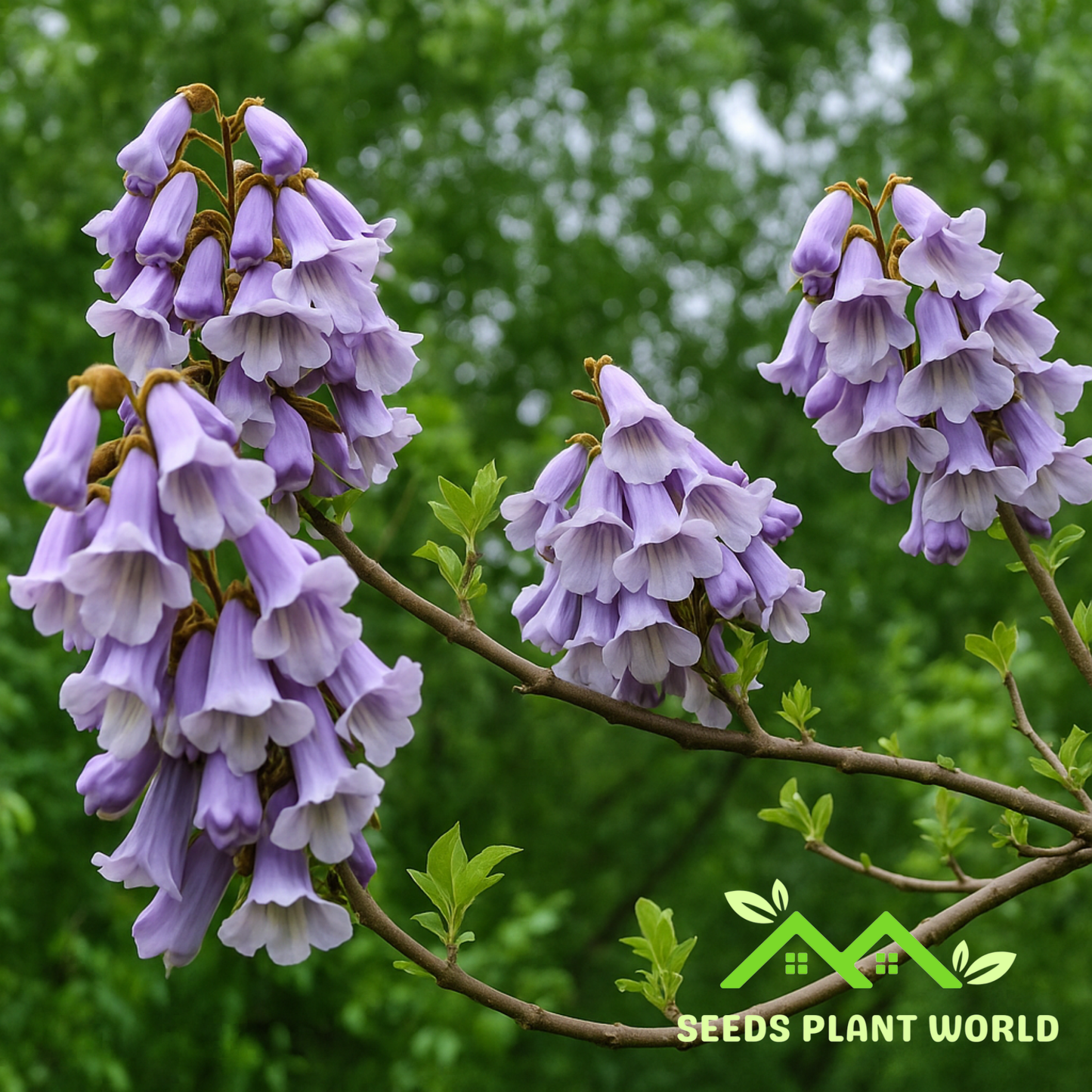 10 Paulownia Kawakamii Seeds – Sapphire Dragon Tree Fast Growing Shade