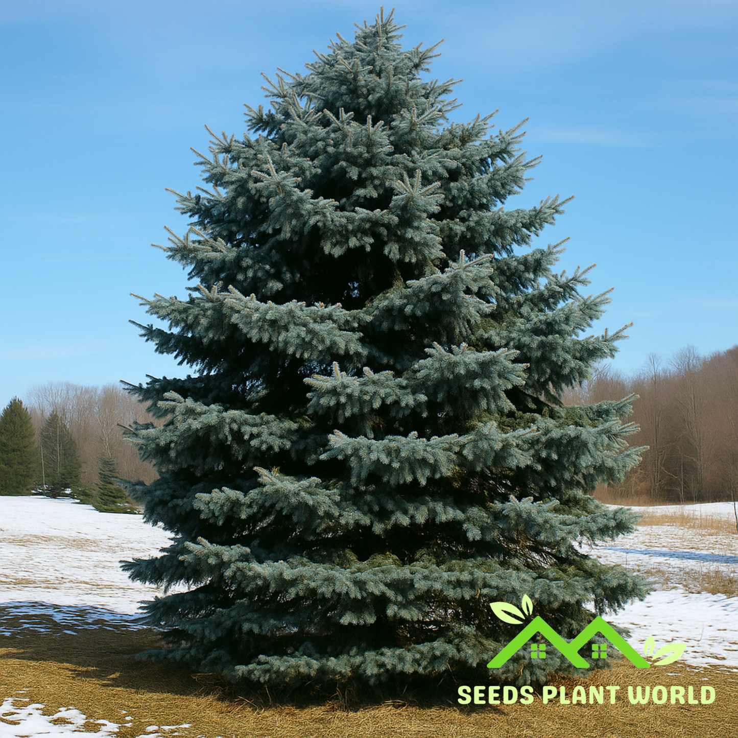 5 Picea meyeri Seeds – Rare Cold Hardy Meyer Spruce Tree for Landscaping