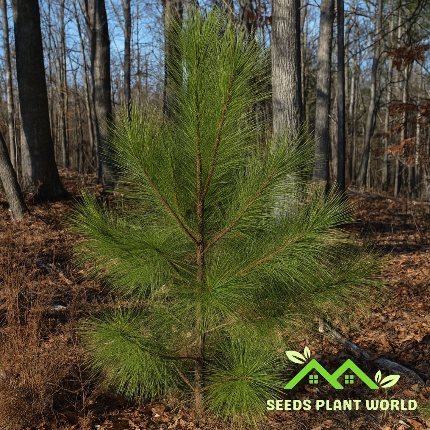 5 Loblolly Pine Tree Seeds – Fast Growing Pinus Taeda for Reforestation