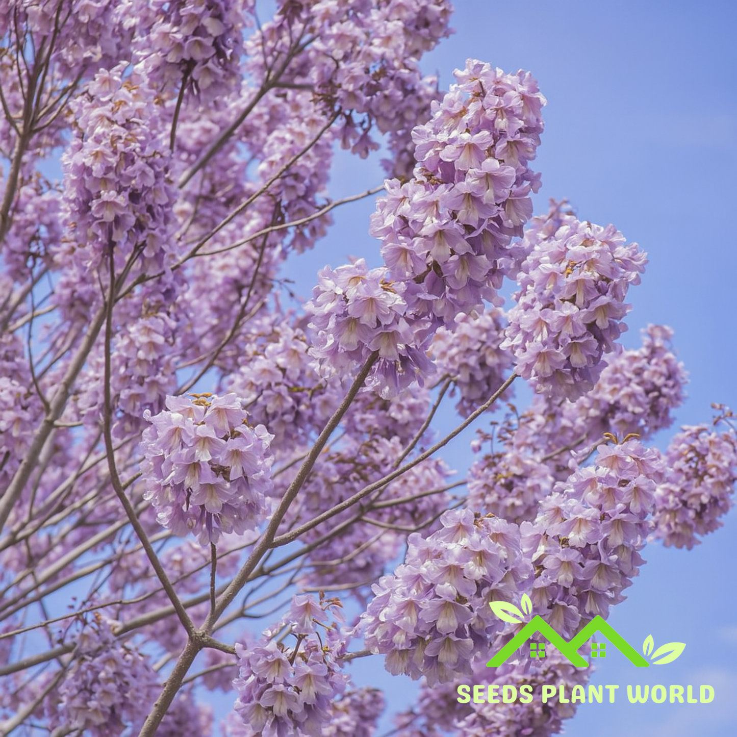 10 Paulownia Elongata Seeds For Planting