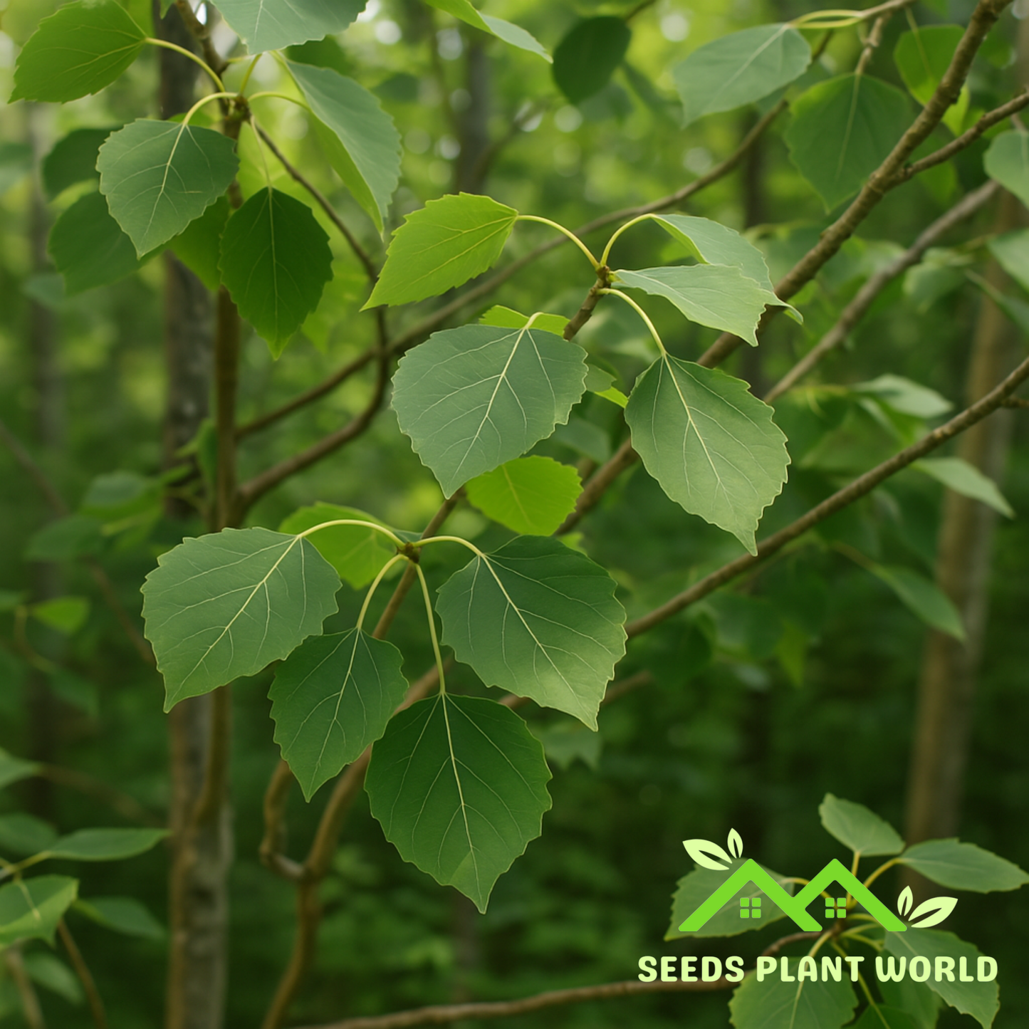 5 Bigtooth Aspen Tree Seeds – Fast-Growing Populus Grandidentata Shade Trees