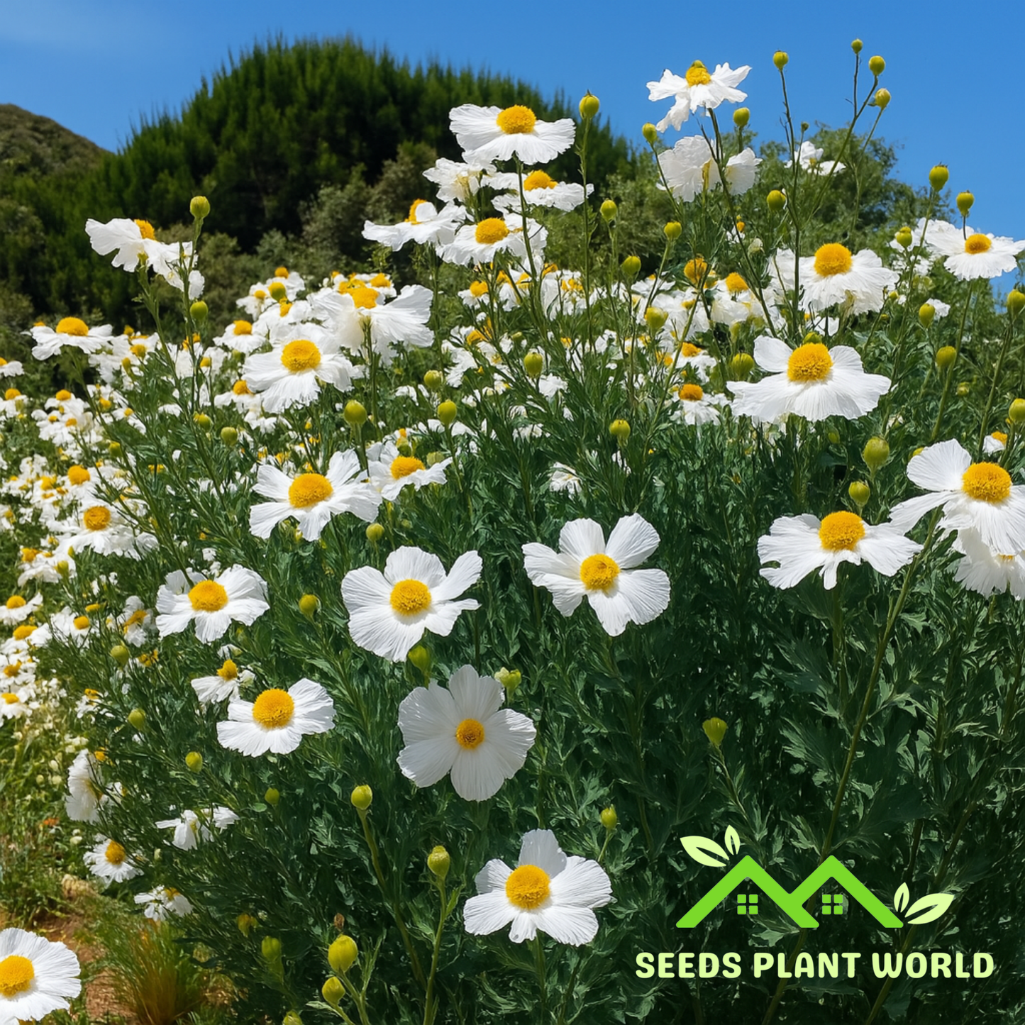 10 Romneya Coulteri Seeds – Giant White Matilija Poppy Perennials