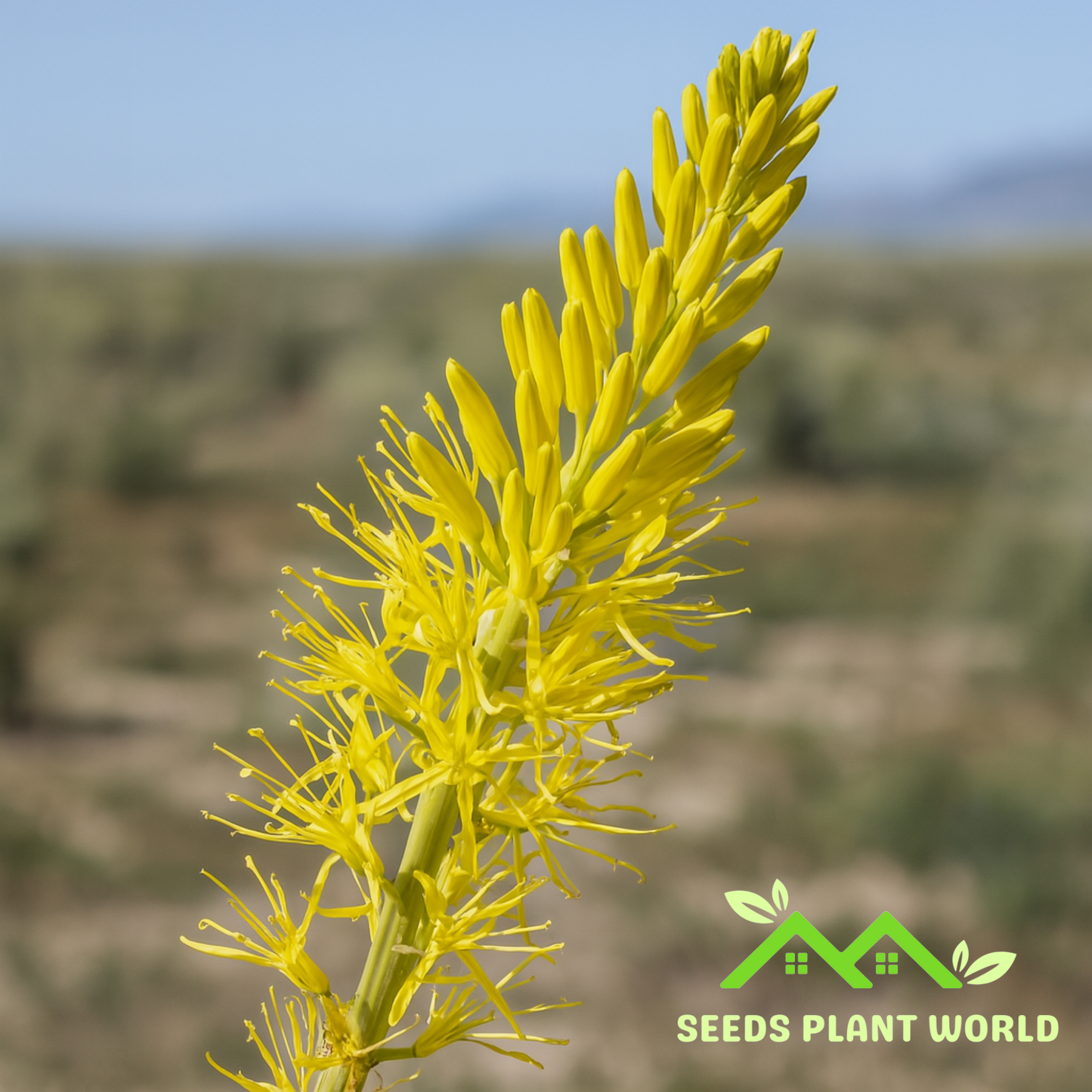 5 Stanleya Pinnata Seeds – Drought-Tolerant Prince’s Plume Perennials