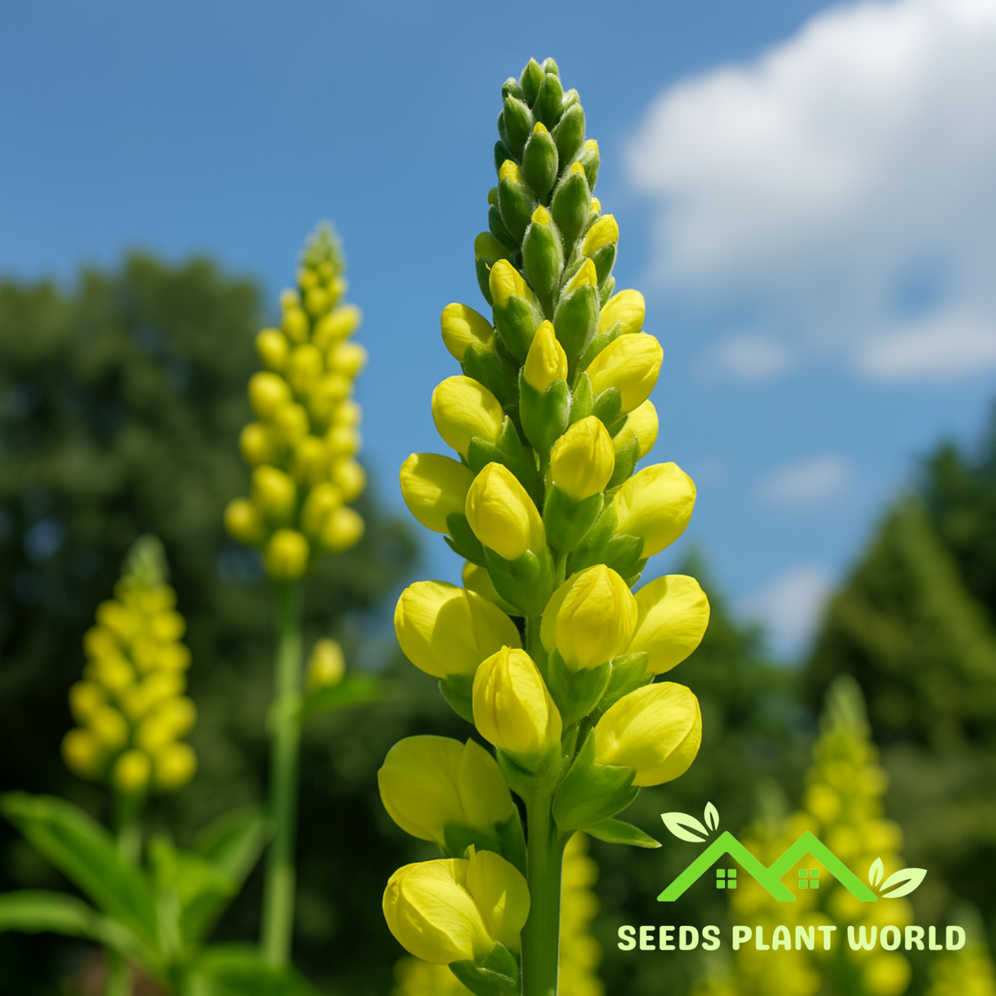 10 Thermopsis Caroliniana Seeds – Carolina Bushpea Wildflower