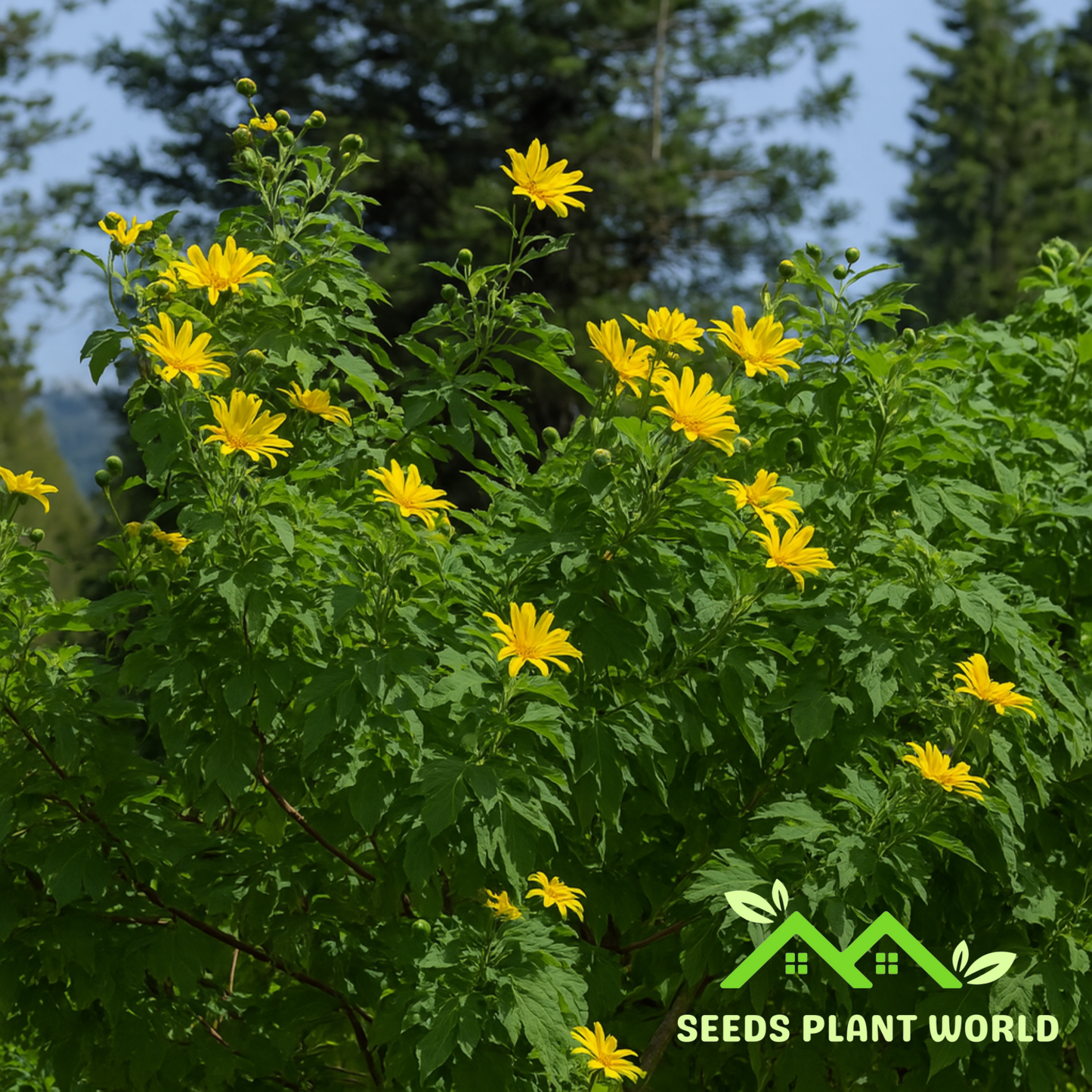 5 Tithonia Diversifolia Giant Sunflower Tree Seeds For Planting